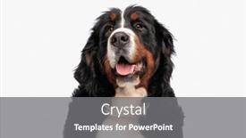  Presentation with dog food - 