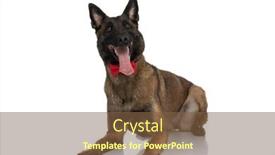  Presentation with police dog - Slides having excited-elegant-police-dog background and a tawny brown colored foreground