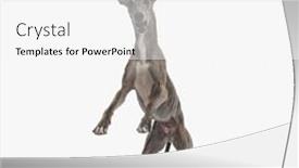  Presentation with english - Presentation theme having excited-english-hound-with-thin background and a white colored foreground