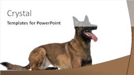  Presentation with puppy - Theme with excited-malinois-puppy background and a  colored foreground