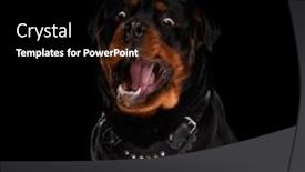  Presentation with dog food - PPT theme having excited-rottweiler-dog-being background and a black colored foreground