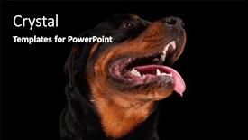  Presentation with dog food - PPT theme consisting of excited-rottweiler-dog-sticking-out background and a black colored foreground