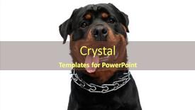  Presentation with rottweiler puppy - Theme consisting of excited-rottweiler-puppy-being-curious background and a tawny brown colored foreground