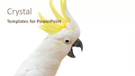  Presentation with sulphur - Cool new PPT theme with excited-sulphur-crested-cockatoo backdrop and a cream colored foreground