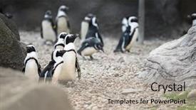  Presentation with aquatic - Amazing slide set having exclusively in the southern hemisphere backdrop and a mint green colored foreground