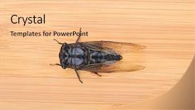  Presentation with bamboo yarn - Slide set featuring exemplarity - cicada isolated on bamboo background background and a  colored foreground