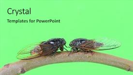  Presentation with thank you in green - Slide set consisting of exemplarity - cicada isolated on green background background and a gray colored foreground