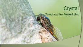  Presentation with green sparkle - Cool new PPT theme with exemplarity - cicada isolated on green background backdrop and a mint green colored foreground