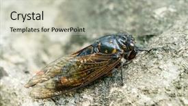  Presentation with green - Slide set enhanced with exemplarity - cicada isolated on green background background and a soft green colored foreground