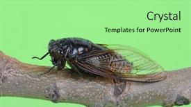  Presentation with green offices - Beautiful PPT layouts featuring exemplarity - cicada isolated on green background backdrop and a mint green colored foreground