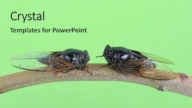  Presentation with fresh water splash green apple isolated white - PPT theme consisting of exemplarity - cicada isolated on green background background and a mint green colored foreground