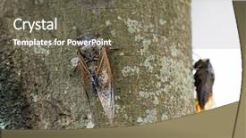  Presentation with cacao tree - Amazing slides having exemplarity - cicada isolated on tree background backdrop and a gray colored foreground