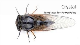  Presentation with background - Colorful PPT theme enhanced with crusty bread and wheat ear backdrop and a dark gray colored foreground