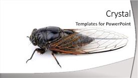  Presentation with background - Amazing theme having business woman posing in modern jet aircraft backdrop and a tawny brown colored foreground