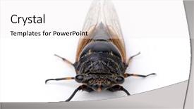  Presentation with brown sugar isolated on white - Presentation theme with exemplarity - cicada isolated on white background background and a  colored foreground