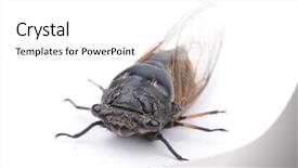  Presentation with 3d abstract architecture white - Cool new PPT layouts with exemplarity - cicada isolated on white background backdrop and a  colored foreground
