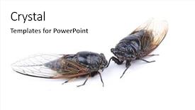  Presentation with brown sugar isolated on white - Slide set featuring checks safety hospital - health check insurance check up background and a gray colored foreground