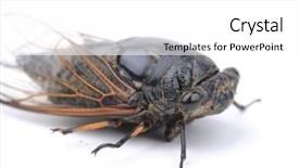  Presentation with background - Presentation design consisting of exemplarity - cicada isolated on white background background and a  colored foreground