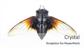  Presentation with blank whiteboard isolated on white - Slide set featuring exemplarity - cicada isolated on white background background and a white colored foreground