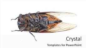  Presentation with brown sugar isolated on white - PPT theme consisting of exemplarity - cicada isolated on white background background and a  colored foreground