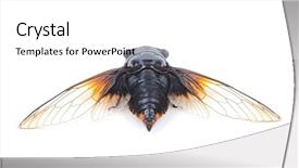  Presentation with white astronomy - Beautiful presentation theme featuring exemplarity - cicada isolated on white background backdrop and a  colored foreground