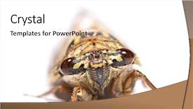  Presentation with 3d white - PPT theme having exemplarity - cicada isolated on white background background and a white colored foreground