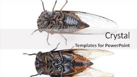  Presentation with background - Amazing PPT theme having exemplarity - cicada isolated on white background backdrop and a  colored foreground