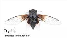  Presentation with background - Beautiful slide deck featuring exemplarity - cicada isolated on white background backdrop and a white colored foreground