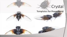  Presentation with blank whiteboard isolated on white - PPT theme featuring exemplarity - cicada isolated on white background background and a white colored foreground