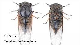  Presentation with background - Presentation enhanced with exemplarity - cicada isolated on white background background and a white colored foreground