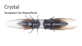  Presentation with maroon and white - Colorful slide deck enhanced with exemplarity - cicada isolated on white background backdrop and a white colored foreground