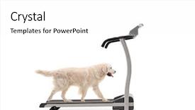  Presentation with walking exercise - Cool new presentation theme with exercise equipment - labrador retriever dog walking backdrop and a white colored foreground