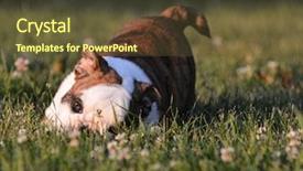  Presentation with puppy - Theme featuring businesswoman holding paper with financial data at meeting background and a light gray colored foreground.