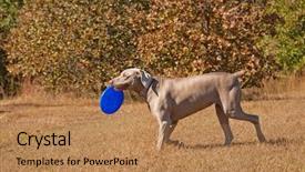  Presentation with frisbee - Presentation featuring wicker basket shabby chic background and a light gray colored foreground.