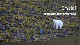  Presentation with polar bear - PPT theme consisting of exhausted and hungry polar bear in summer arctic - franz josef land background and a dark gray colored foreground