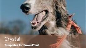  Presentation with greyhound - Audience pleasing theme consisting of exhausted-greyhound-dog-portrait-outdoor backdrop and a coral colored foreground