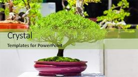  Presentation with bonsai - PPT layouts consisting of living small - exhibition of japanese bonsai trees background and a coral colored foreground