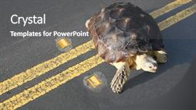  Presentation with road to excellence - PPT theme having slow steady - turtle crossing the road background and a dark gray colored foreground