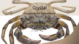  Presentation with edible crab - Colorful PPT theme enhanced with exoskeleton - carcinus maenas -edible alive crab backdrop and a coral colored foreground