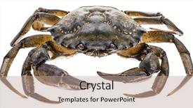  Presentation with edible crab - Slides having exoskeleton - carcinus maenas -edible alive crab background and a coral colored foreground