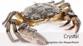  Presentation with edible crab - Amazing theme having exoskeleton - carcinus maenas -edible alive crab backdrop and a lemonade colored foreground