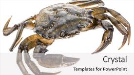  Presentation with edible crab - Amazing presentation theme having exoskeleton - carcinus maenas -edible alive crab backdrop and a white colored foreground