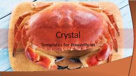  Presentation with edible crab - Audience pleasing PPT theme consisting of exoskeleton - cooked brown crab or edible backdrop and a red colored foreground