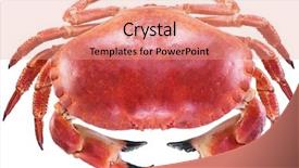  Presentation with edible crab - Amazing presentation theme having exoskeleton - cooked brown crab or edible backdrop and a coral colored foreground