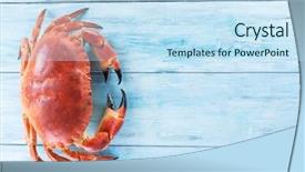  Presentation with edible crab - Presentation design consisting of exoskeleton - cooked brown crab or edible background and a sky blue colored foreground