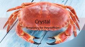  Presentation with edible crab - Presentation theme having exoskeleton - cooked brown crab or edible background and a red colored foreground
