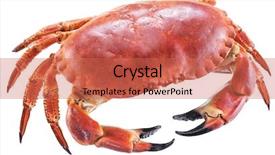  Presentation with edible crab - Slides having exoskeleton - cooked brown crab or edible background and a coral colored foreground