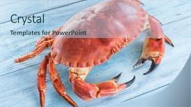  Presentation with edible crab - Theme consisting of exoskeleton - cooked brown crab or edible background and a light blue colored foreground