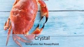  Presentation with edible crab - Theme having exoskeleton - cooked brown crab or edible background and a light blue colored foreground