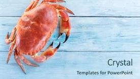  Presentation with edible crab - Beautiful slide deck featuring exoskeleton - cooked brown crab or edible backdrop and a sky blue colored foreground